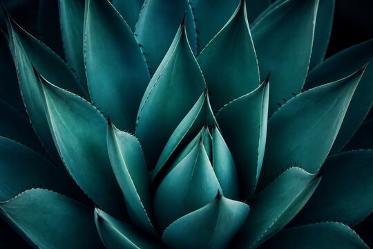 Agave rosette displaying layered leaves in dark studio