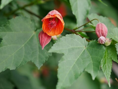 Sch&ouml;nmalve (Abutilon, oft auch Zimmerahorn
