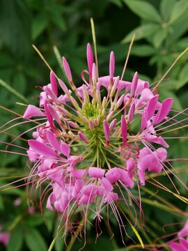 Spinnenblume im Arboretum Ellerhoop
