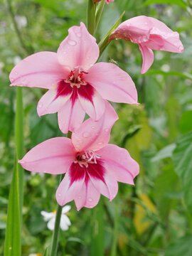 Sterngladiole (Gladiolus callianthus 'Summer Sunset' bzw. syn. Acidanthera)