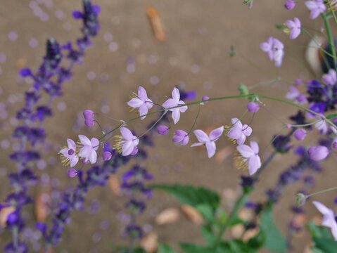  Wiesenraute (Thalictrum delavayi)