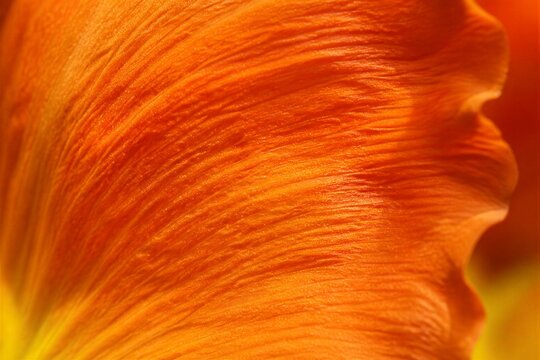 Orange flower petal close up showing fine texture