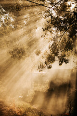 Fototapeta premium sunset in the forest