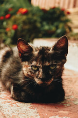 cat on the grass © VictoriaEmilia