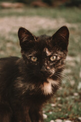 black and white cat © VictoriaEmilia