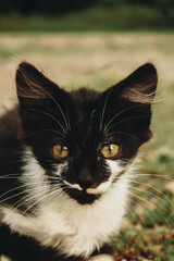 portrait of a black cat © VictoriaEmilia