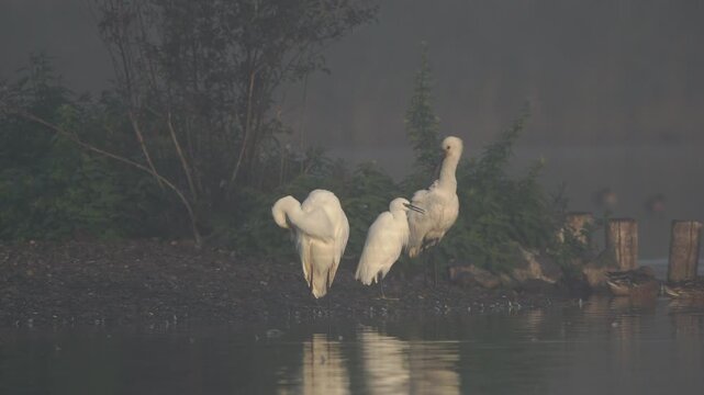 A juvenile Eurasian spoonbill (Platalea leucorodia), a litte egret (Egretta garzetta) and a great egret (Ardea alba) preening their feathers in in foggy conditions
