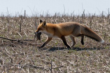 Obraz premium Red fox walks across dry grassy field carrying prey in mouth. Wild animal hunts small rodent for food in natural habitat. Canine predator moves stealthily, seeking shelter.