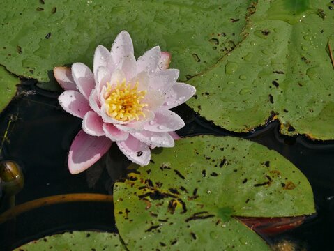 Seerosen im Arboretum Ellerhoop