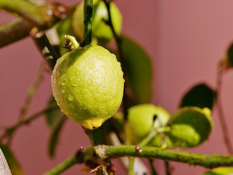 Zitrone mit Regentropfen am Baum