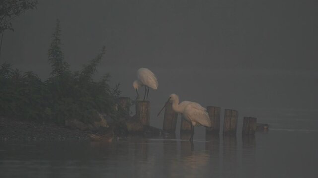A juvenile Eurasian spoonbill (Platalea leucorodia) preening its feathers in in foggy conditions 
