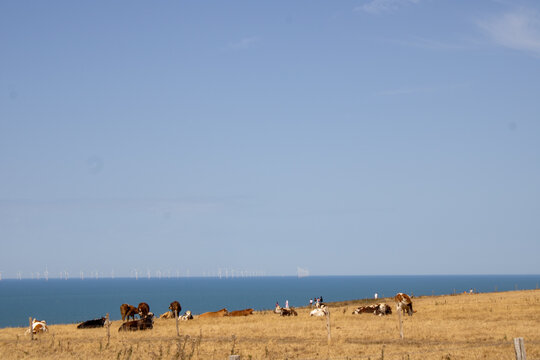 cows on the beach