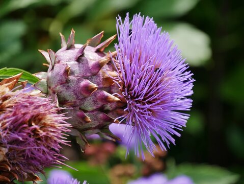 lila Bl&uuml;te einer Artischocke