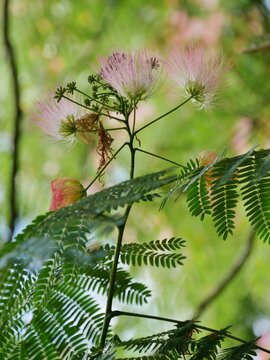 Seidenakazie oder Schlafbaumim Arboretum Ellerhoop