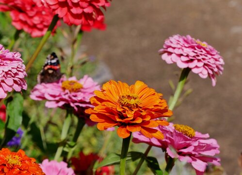 Rosafarbene Zinnie (Zinnia elegans)