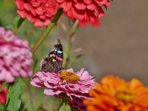 Rosafarbene Zinnie (Zinnia elegans)