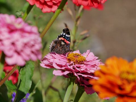 Rosafarbene Zinnie (Zinnia elegans)