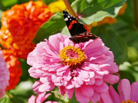 Rosafarbene Zinnie (Zinnia elegans)