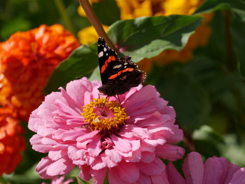 Rosafarbene Zinnie (Zinnia elegans)