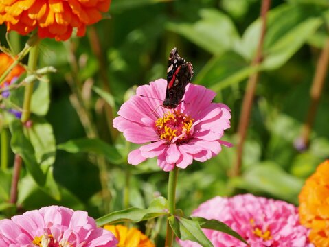 Rosafarbene Zinnie (Zinnia elegans)