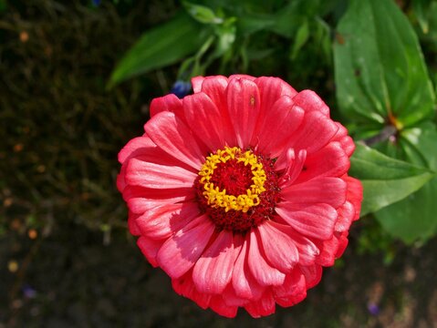 Zinnie im Sommerbeet im Bauerngarten