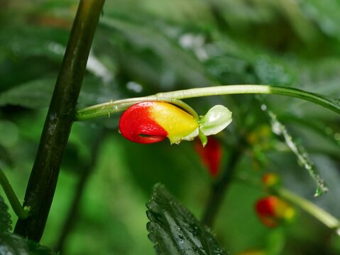 Kongo-Lieschens (Impatiens niamniamensis)