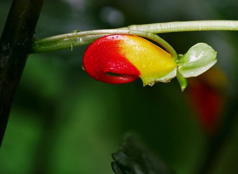 Kongo-Lieschens (Impatiens niamniamensis)