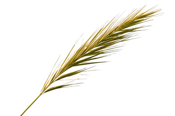 Fototapeta premium Long golden wheat like grain ear with many fine awns