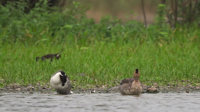 A pair of pintail or northern pintail (Anas acuta) preening their feathers and drinking water while standing in shallow water