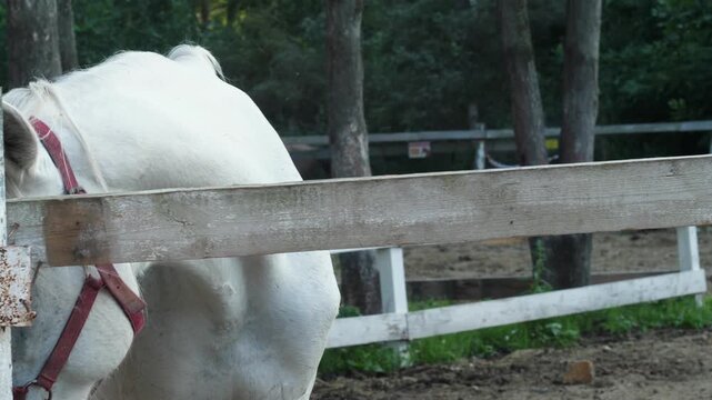 A white horse looks behind a wooden fence and lowers its head to the ground. The animal walks in a paddock on a farm on a summer day.