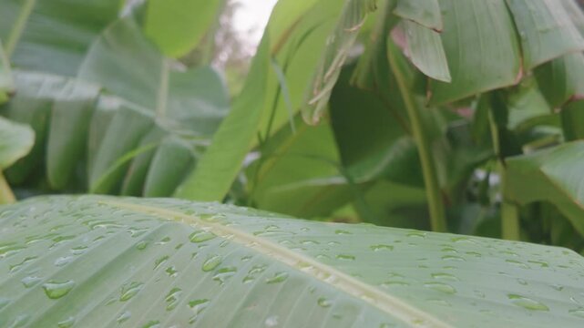 hojas, gotas de agua, c&eacute;sped, acu&aacute;tico, naturaleza, el rocio, bajar, llover, macro, f&aacute;brica, mojado, verano, primavera, huerta, close-up, madrugada, aumento, aloe, fresco, gota de lluvia, flora, verde