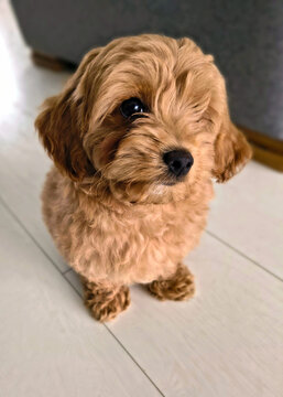Maltipoo puppy sitting on wooden floor at home