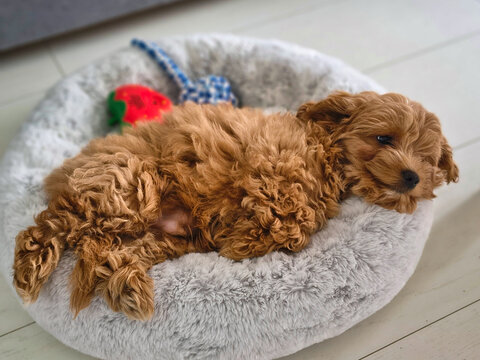 Maltipoo puppy lying on a pillow at home