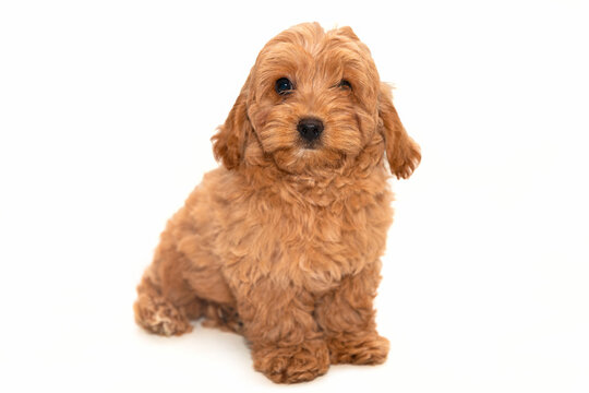 Maltipoo puppy over white background