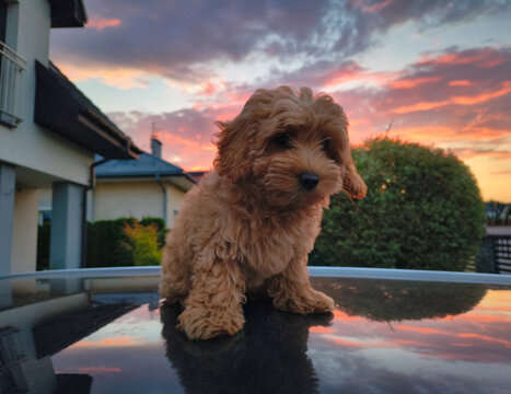 Maltipoo puppy portrait at sunset.