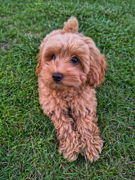 Maltipoo puppy playing on green grass in a summer garden