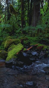 Quiet Mountain Stream Meandering Through Tall Trees