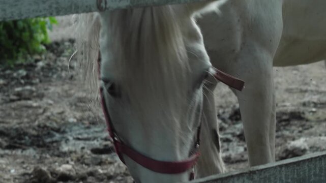 A white horse lowers its head and searches for food on the ground behind a wooden fence. The animal walks in a paddock on a farm on a summer day