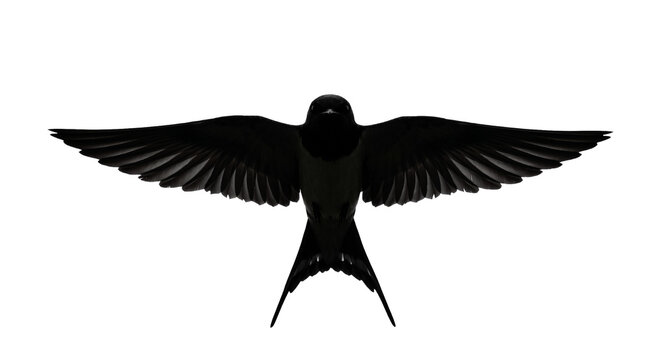 Silhouette of a swallow in flight with wings spread wide against a white background