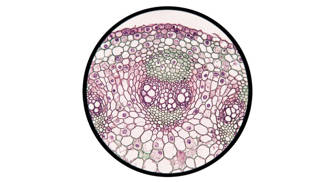 Microscopic view of a monocot stem vascular bundle showing xylem and phloem tissues