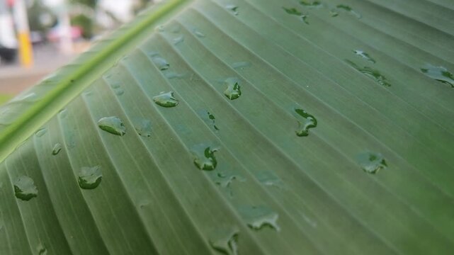 hojas, gotas de agua, c&eacute;sped, acu&aacute;tico, naturaleza, el rocio, bajar, llover, macro, f&aacute;brica, mojado, verano, primavera, huerta, close-up, madrugada, aumento, aloe, fresco, gota de lluvia, flora, verde