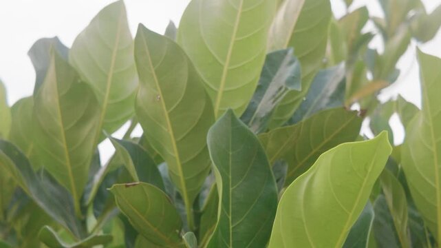 hojas, naturaleza, huerta, alimento, &aacute;rbol, agricultura, follaje, verduras, alubia, verano, fresco, aislada, aumento, organica, flor, sucursal, chicharos, campa, chacras, close-up, verde, salubre