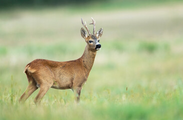 Obraz premium Roe deer male ( Capreolus capreolus )