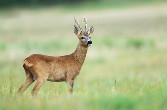 Roe deer male ( Capreolus capreolus )