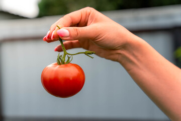 A hand holds a ripe tomato outdoors, creating a serene and natural scene with vibrant red and green colors. The close-up view highlights the freshness of the produce, making it ideal. © Egor Lint
