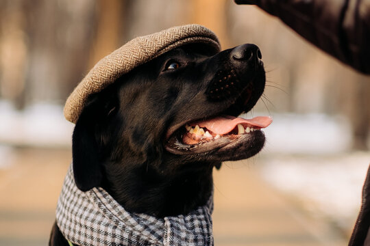 Stylish black labrador retriever wearing tweed flat cap and plaid scarf outdoors, funny gentleman dog portrait