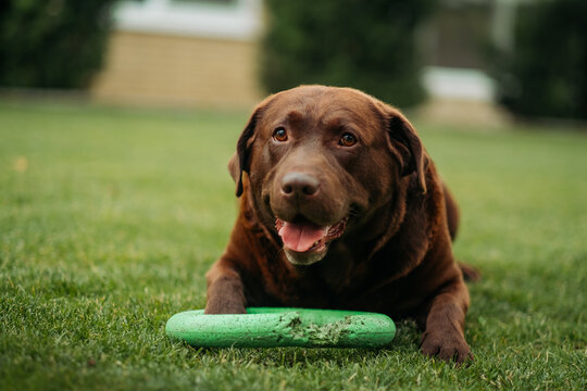 Chocolate labrador retriever lying on green grass with green puller toy between paws, happy outdoor pet portrait