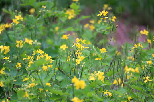 Close-up of celandine plants in a meadow