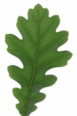 Fototapeta premium Single green oak leaf isolated on white background. Close up view shows detailed vein pattern, natural texture. Organic plant element represents nature, ecology, forest growth during spring summer