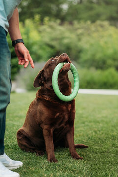 A chocolate Labrador retriever holds a green toy ring and looks at its owner's hand during training on the grass outdoors.